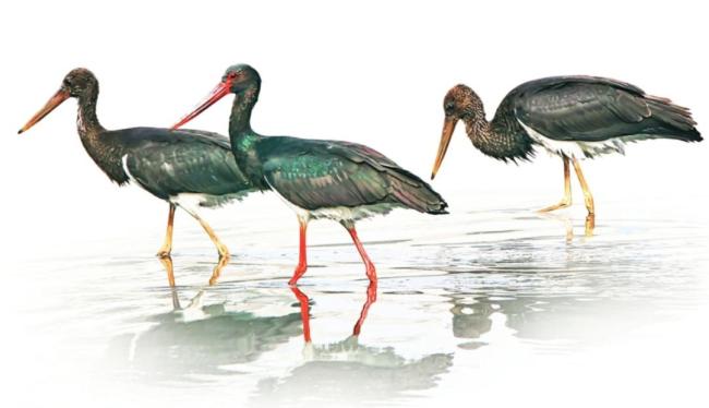 候鸟“组团”来山西越冬 生态美景迎飞羽