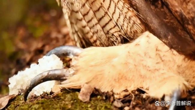 北京天壇公園現(xiàn)烏鴉輪番圍攻雕鸮，為何會(huì)爆 生態(tài)防御本能顯現(xiàn)