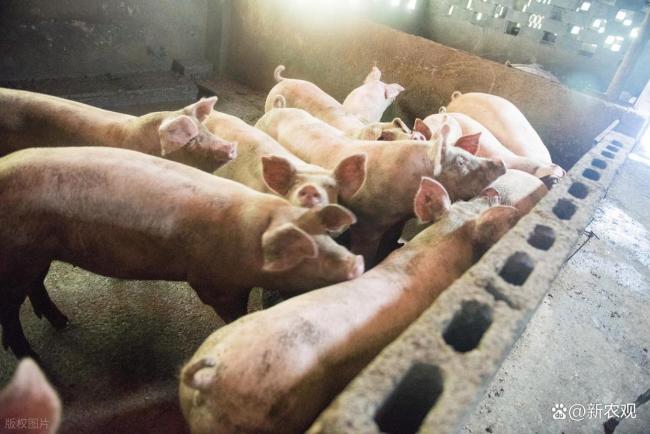 又跌1毛多！12月二师兄压力或更大？ 消费不振出栏增