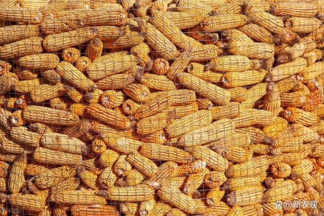 托底的来了，玉米大跌不了 政策收购支撑市场