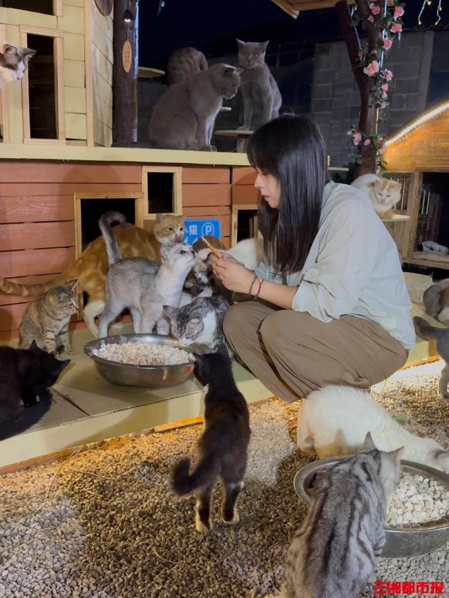 女孩蹭婚宴3年打包剩菜喂流浪猫 温暖行动延续生命