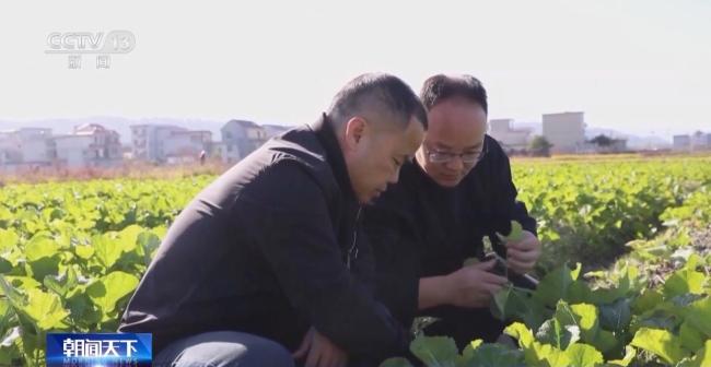 我国粮食主产区秋冬种基本结束 田管有序展开