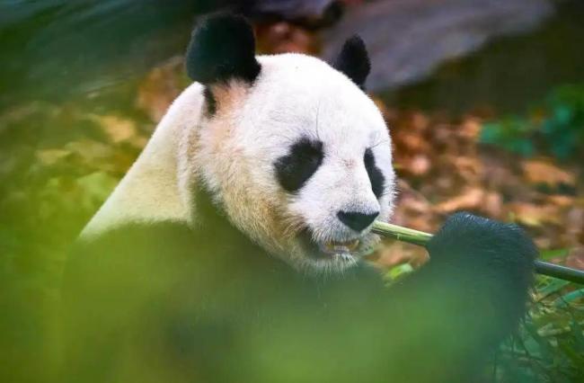 马克龙此次访华想和中国谈哪些大事 构建合作之桥