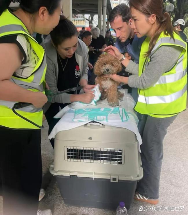 香港大埔火灾消防员救出被困狗狗 生命无贵贱，温情救援感动人心