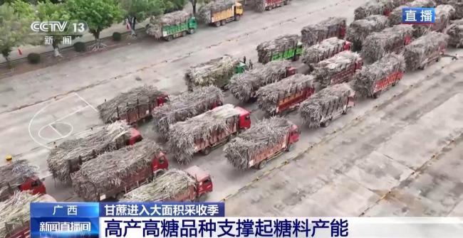 揭秘广西甘蔗的甜蜜产业链 科技赋能产业革新