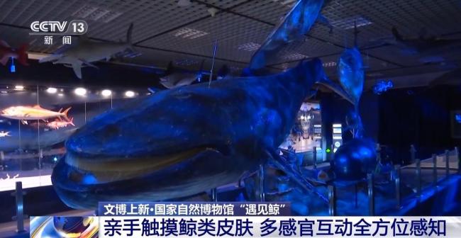 在国家自然博物馆“遇见鲸” 沉浸式探索海洋奥秘