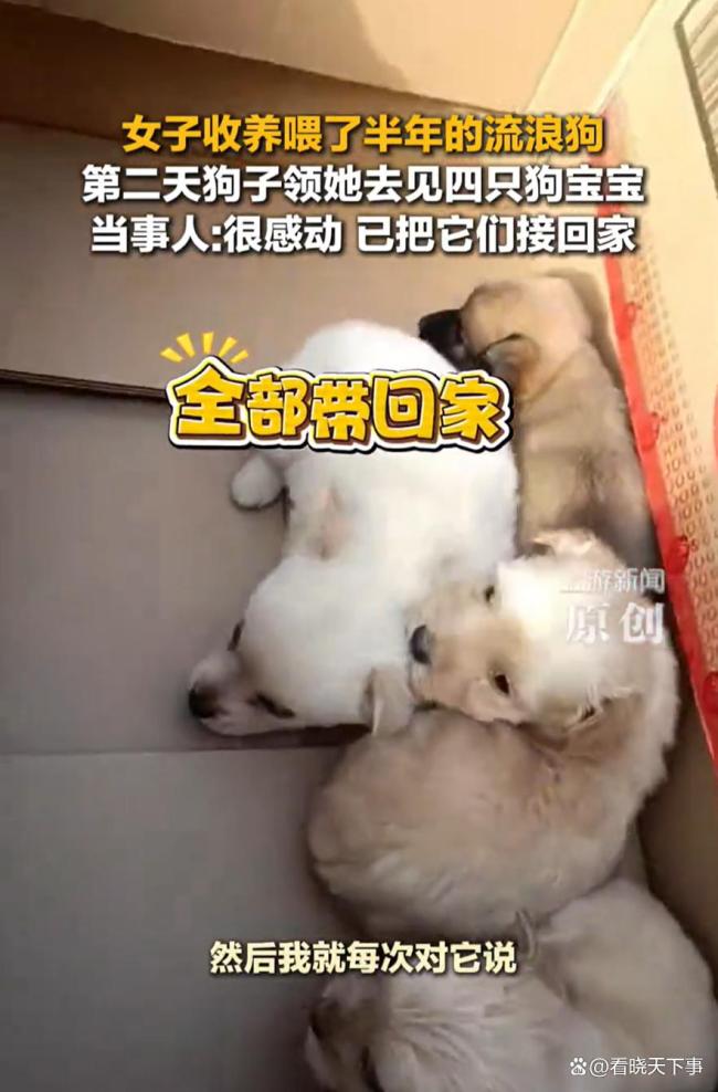 女子收養(yǎng)流浪狗后被領(lǐng)著去見狗寶寶：善意被懂得，信任有了回應(yīng)