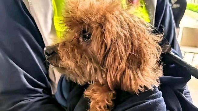 香港：火灾第8天仍救出了存活的宠物