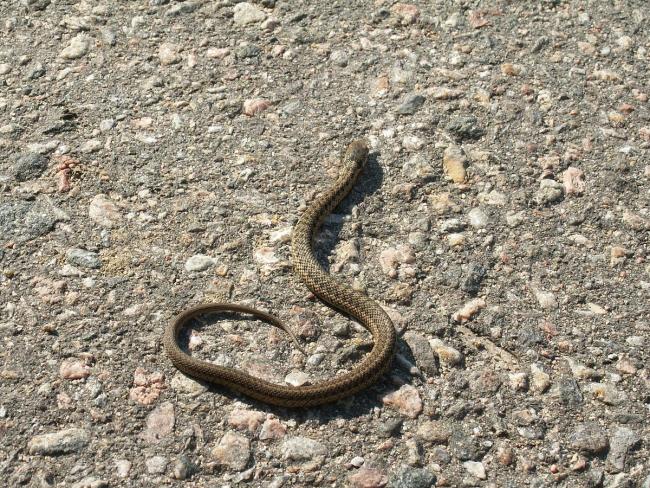 你遇到過蛇鉆進酒瓶嗎 罕見現(xiàn)象揭秘