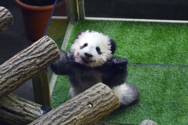 马克龙访华把熊猫弄到手了 新合作达成