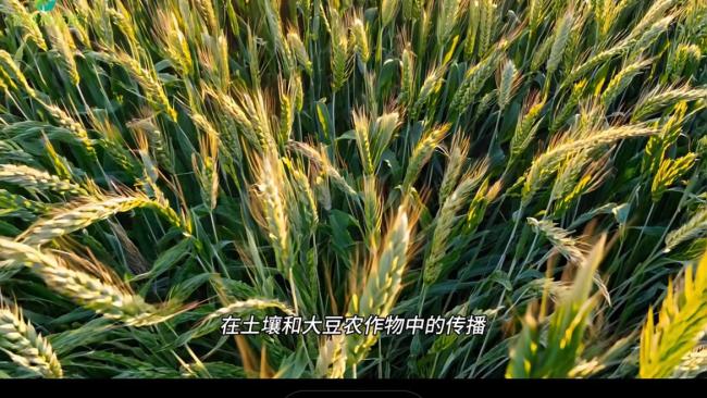 研究稱燒秸稈能控制超級細菌傳播 揭示黑炭雙重作用