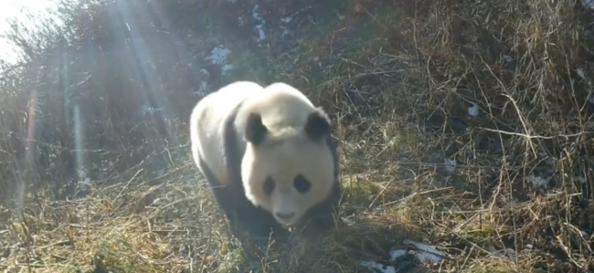 绵阳捕捉到野生大熊猫悠闲晒太阳 山野精灵尽显萌态