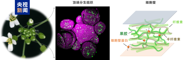 科研新突破!中国科学家破解植物再生密码