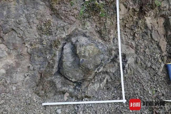 都江堰首次发现2亿年前恐龙足迹 揭开古生物秘密