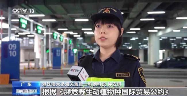 女子裤子内藏2斤多活虫入境被查 人体夹藏活虫案引发关注