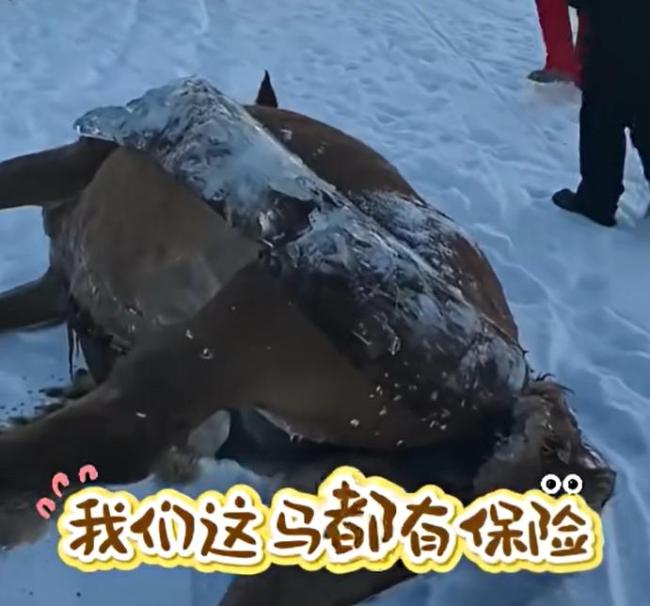 冰面碎裂13匹马扎堆喝水落水淹死 马主人损失惨重