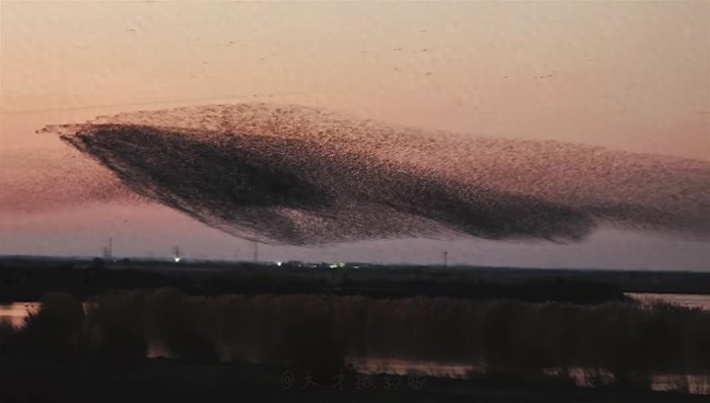 东营黄河口的“鸟浪成坤”，令人惊叹！