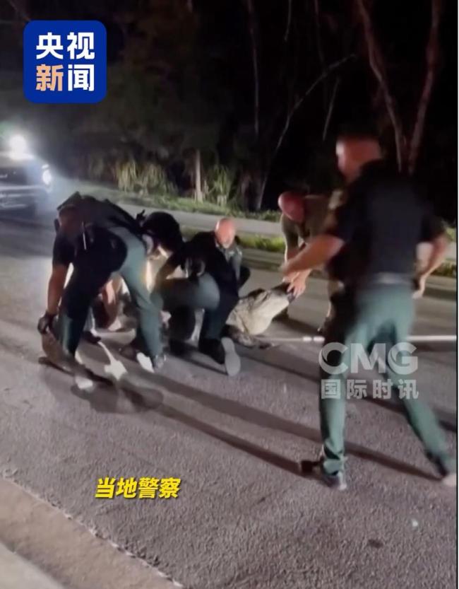 佛州街頭驚魂！身長(zhǎng)4米 近300公斤巨鱷闖入居民區(qū)