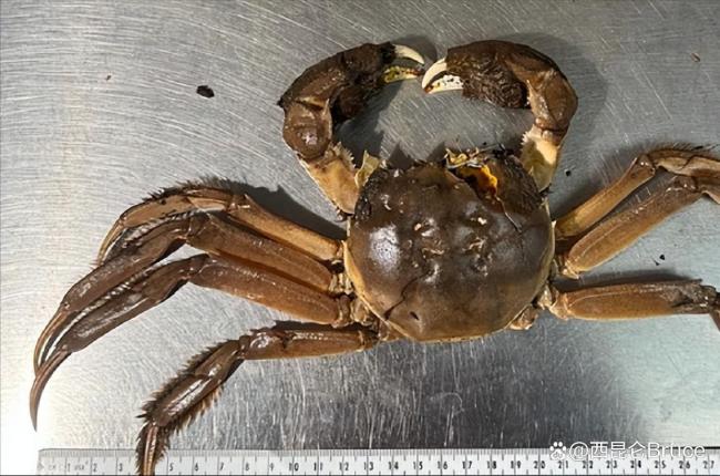 大閘蟹為啥會(huì)在歐美泛濫成災(zāi)