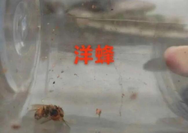 傷亡慘重！兩派蜜蜂打起來(lái)了 蜂群爭(zhēng)斗引發(fā)賠償糾紛