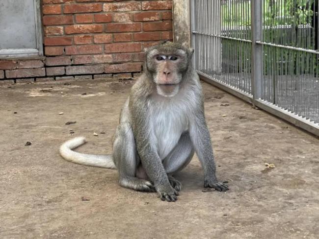 養(yǎng)殖場(chǎng)稱明年實(shí)驗(yàn)猴或?qū)?5萬一只 創(chuàng)新藥研發(fā)推高需求