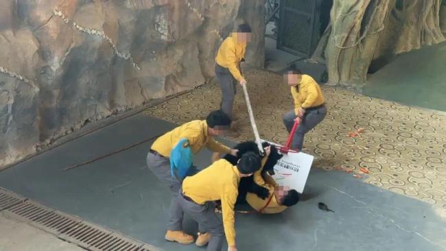 動(dòng)物園黑熊襲擊飼養(yǎng)員無(wú)傷亡