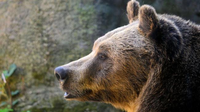 日本捕獲近400公斤“熊王” 人熊沖突引深思