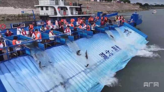 长江禁渔5年新增36种鱼 长江禁渔5年见成效