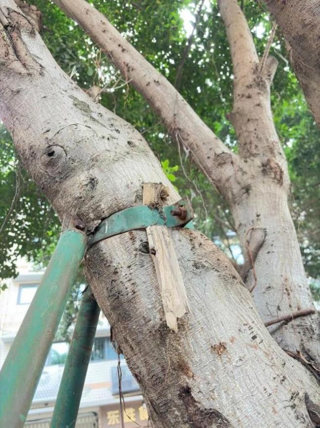 成都小伙為一棵樹撥打12345 小小舉動溫暖全網(wǎng)