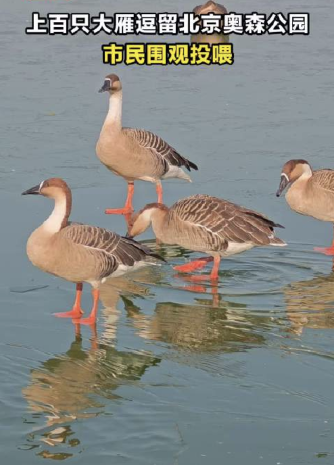 上百只大雁逗留北京奧森公園 不科學(xué)投喂引專家擔(dān)憂