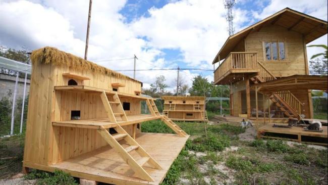 为126只流浪猫狗 女孩每年蹭百场婚宴 善意接力照亮希望