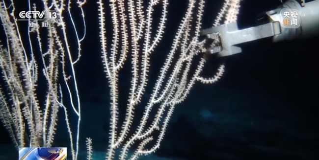 中国机器人6000米深海拍视频