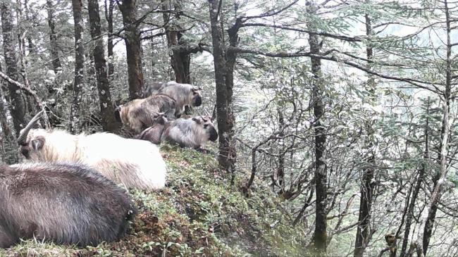 四川10余頭羚牛罕見同框