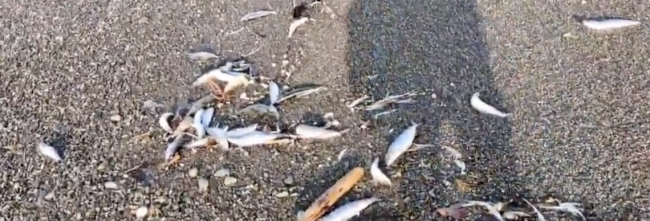 日本強震前2000條沙丁魚擱淺北海道