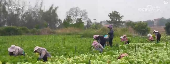 各地冬“鮮”上市豐富菜籃子 蔬菜價(jià)格波動(dòng)引關(guān)注