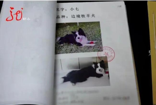 男子毒死9條寵物狗因不滿狗撒尿