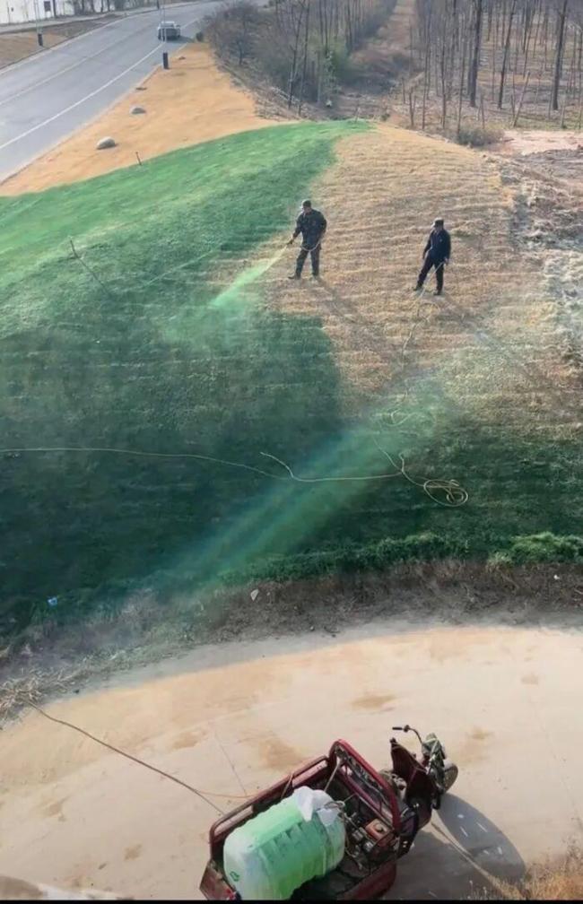 陜西一地給枯草噴顏料 當(dāng)?shù)鼗貞?yīng)