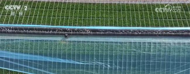 寒潮来袭“速冻"模式如何应对 多地启动应急措施保民生