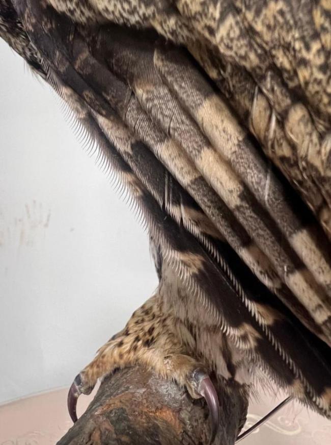 上海一只灰林鸮在博物館“重生” 標本延續(xù)生命故事