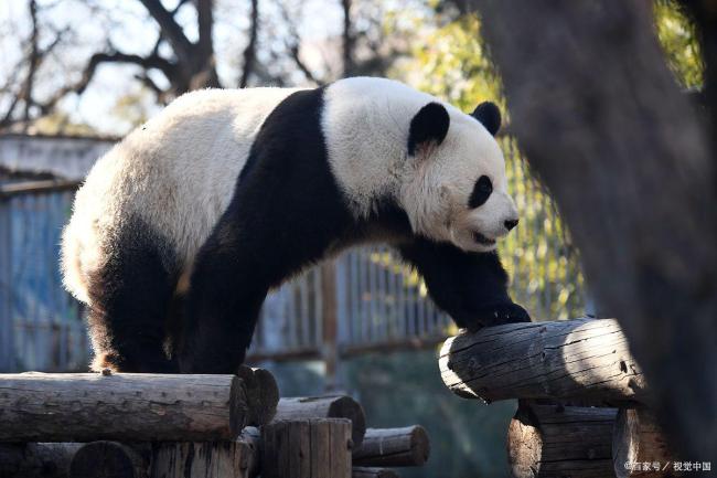 萌兰再现“雪中吃笋”名场面 初雪最佳代言人