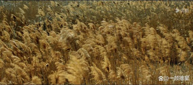 成毅长安二十四计播放量破5000万 口碑赓续发酵