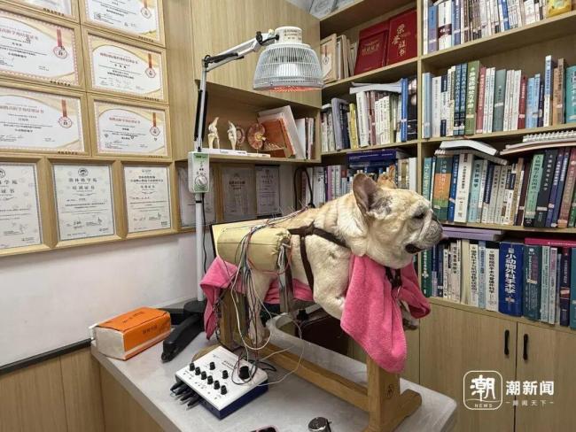 被當(dāng)成“最后的希望” 寵物中醫(yī)火了