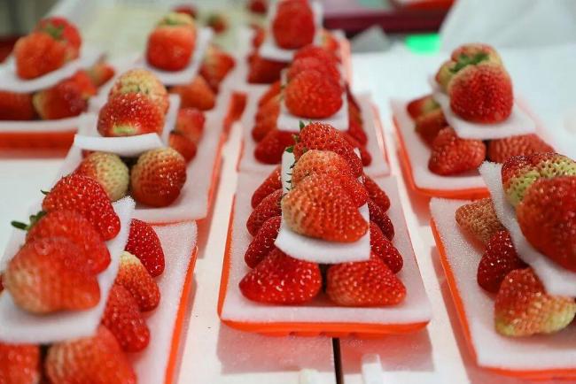 草莓這些年可冤死了 個(gè)大≠打了膨大劑