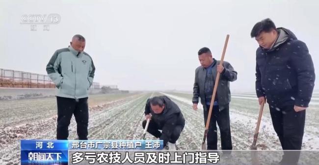 直击寒潮下的农作物“保卫战” 科学防寒保丰收