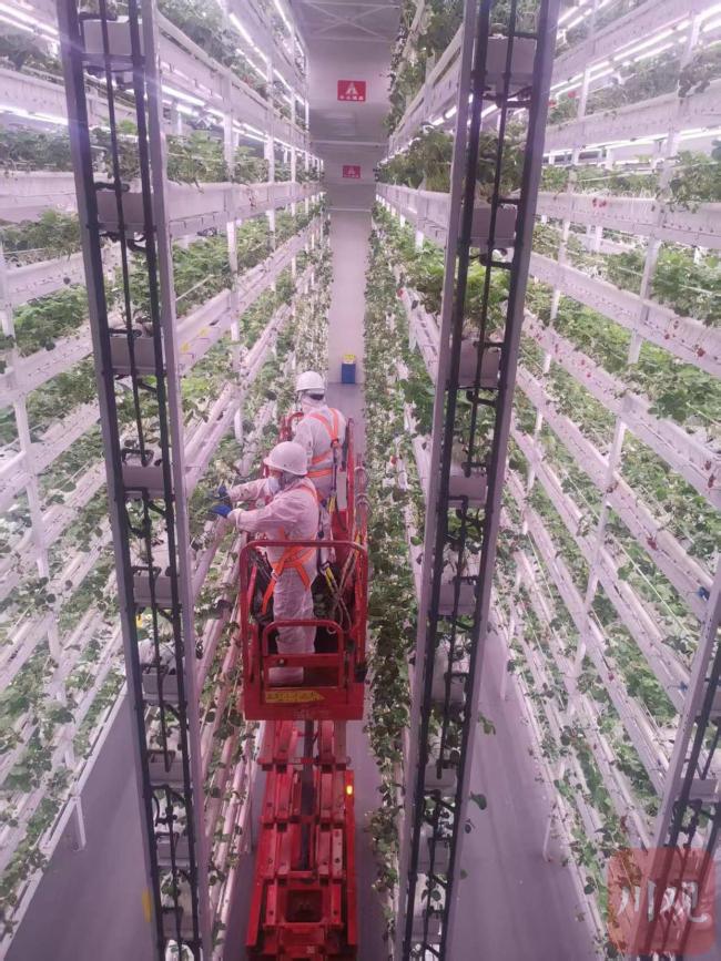 农业科技革新,高楼种植生菜,百平米场地年产达五十吨