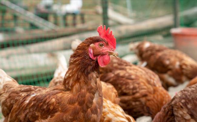 生猪、鸡蛋走势“分道扬镳” 供应与需求博弈加剧