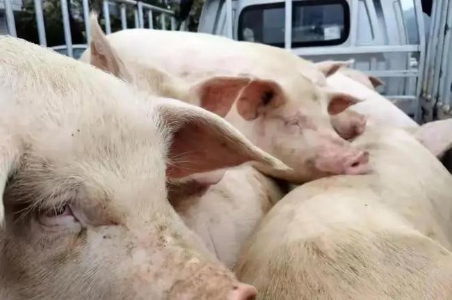 猪价连涨8天，眼看要“起飞”？市场走势变数陡增