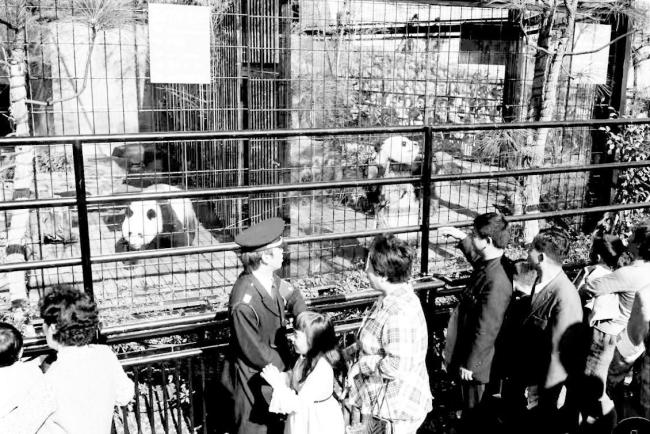 日本议员盯上中国台湾地区的大熊猫 政治信任断裂的象征