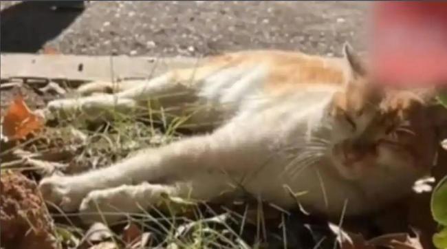 猫被教官摔死后续 生命不应成为发泄工具！