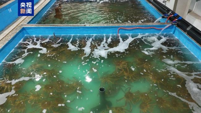 新疆活体帝王蟹进口贸易额突破一亿 元旦销售高峰来临